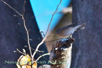 Red-breasted Flycatcher 東京都府中市 Sun, 12/11/2016