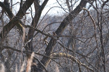 2021年1月7日(木) 北本自然観察公園の野鳥観察記録