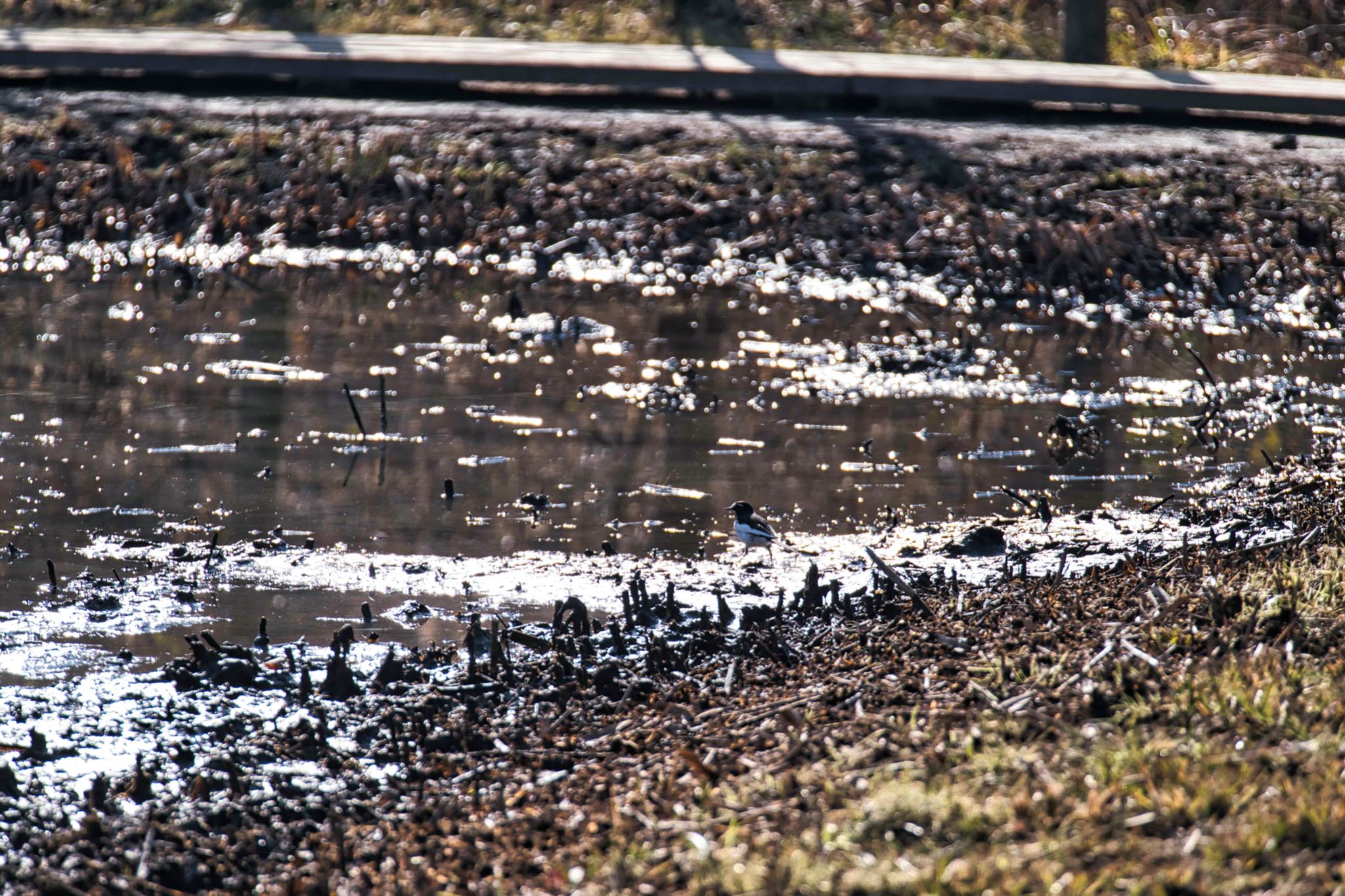 北本自然観察公園 セグロセキレイの写真 by あおじさん