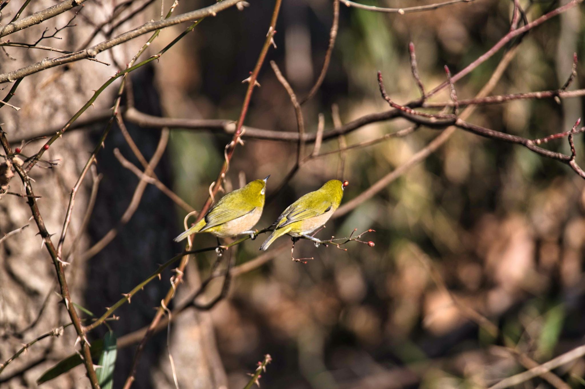 北本自然観察公園 メジロの写真 by あおじさん