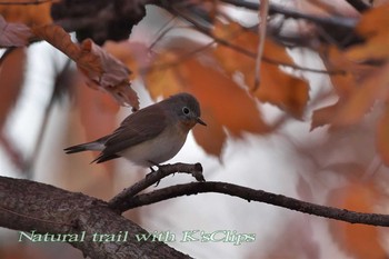 Red-breasted Flycatcher 東京都府中市 Sun, 12/11/2016