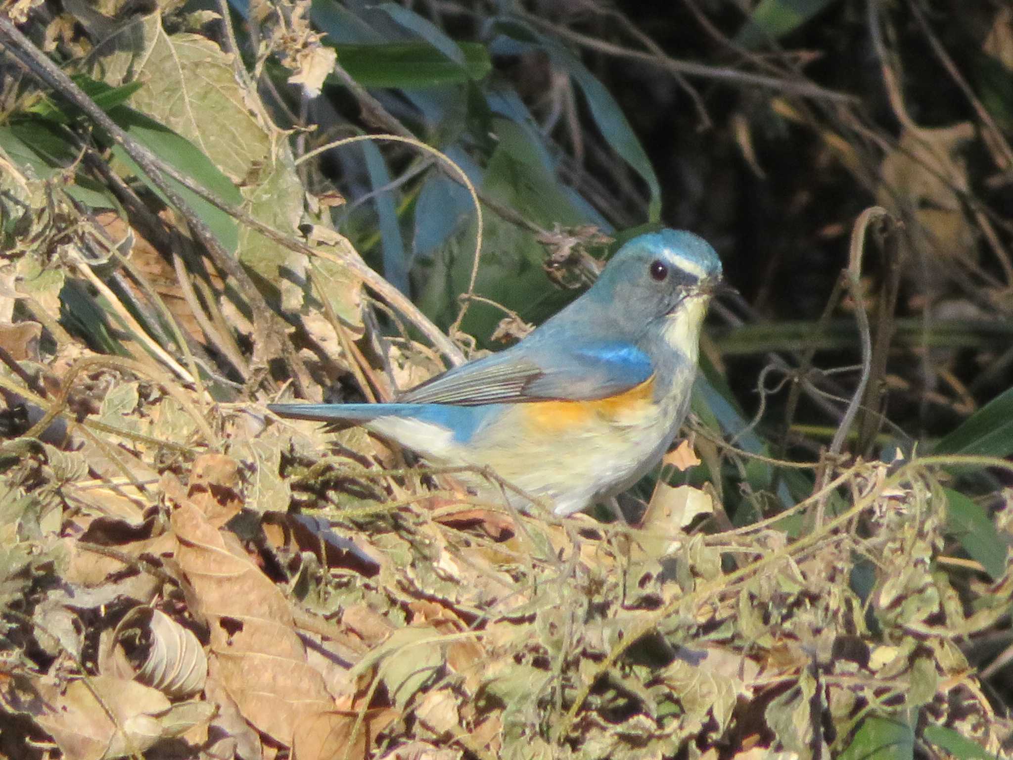 Red-flanked Bluetail