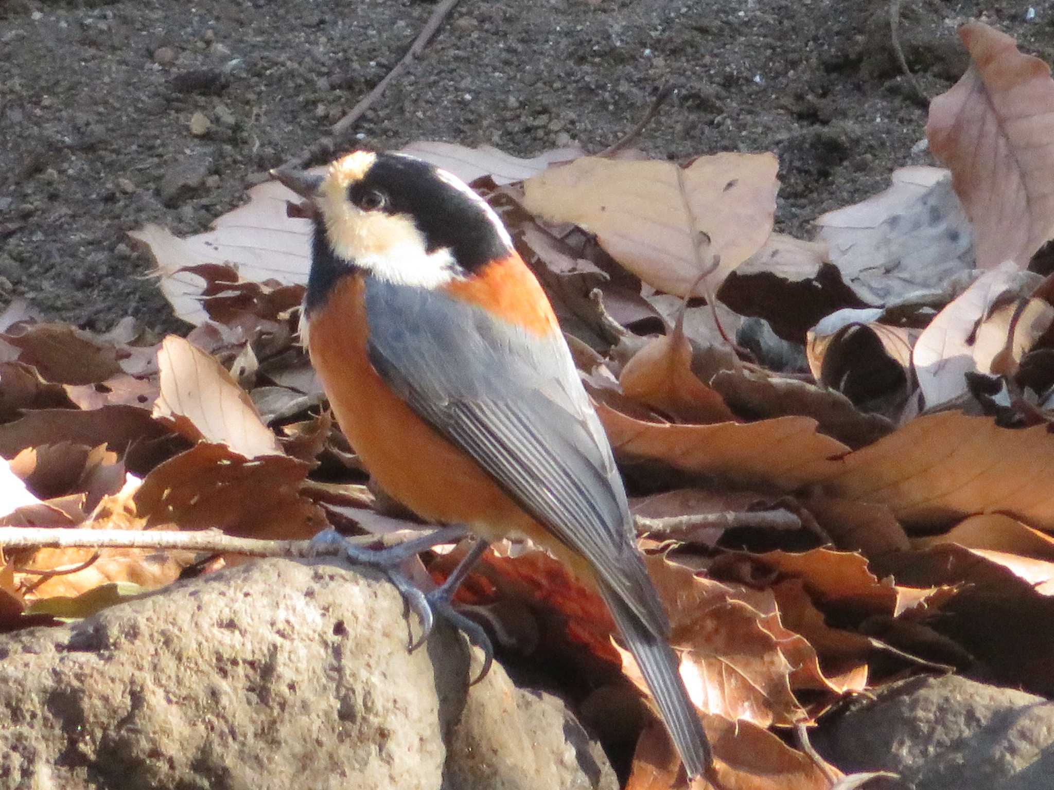 Varied Tit