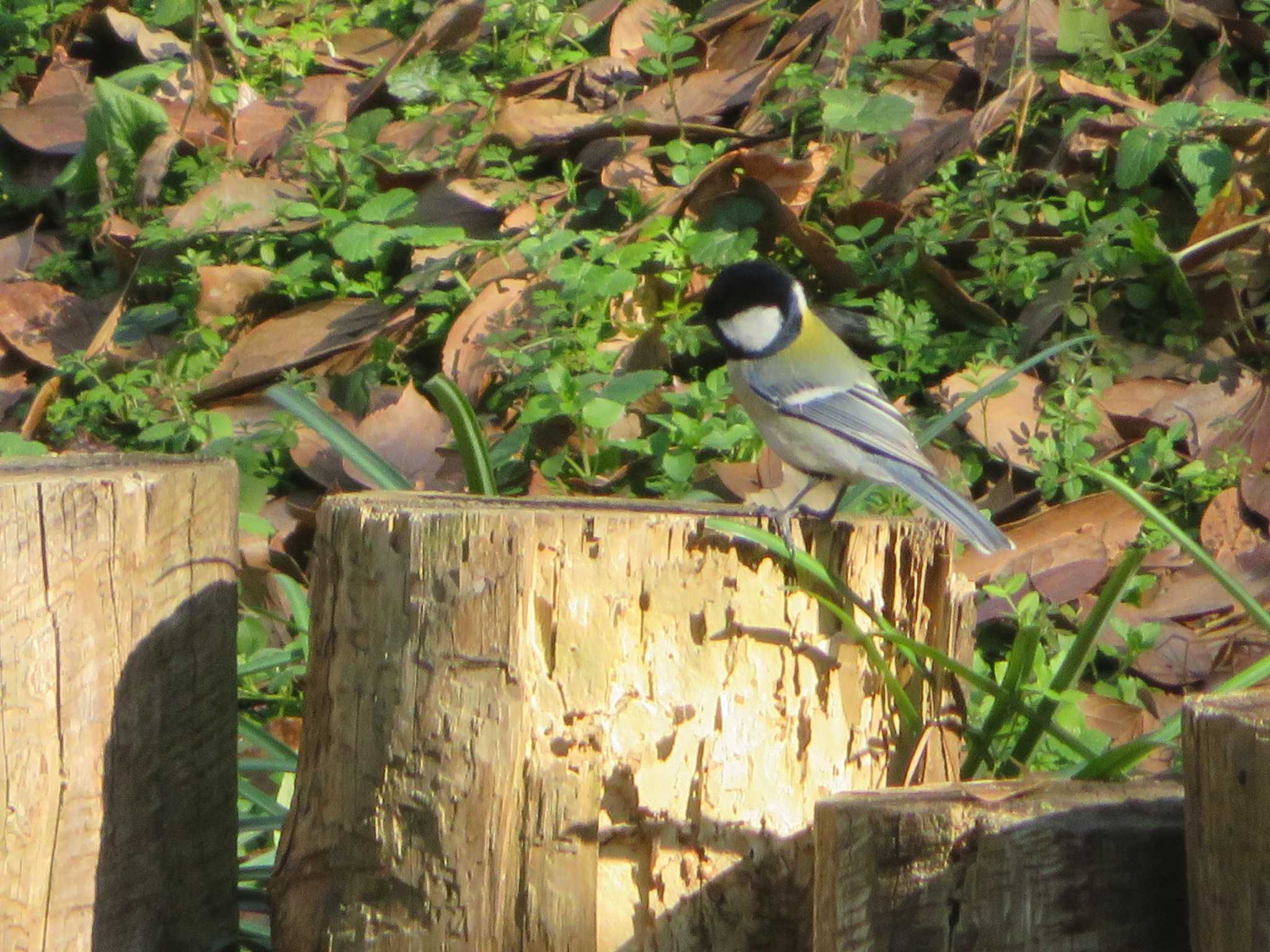 Japanese Tit