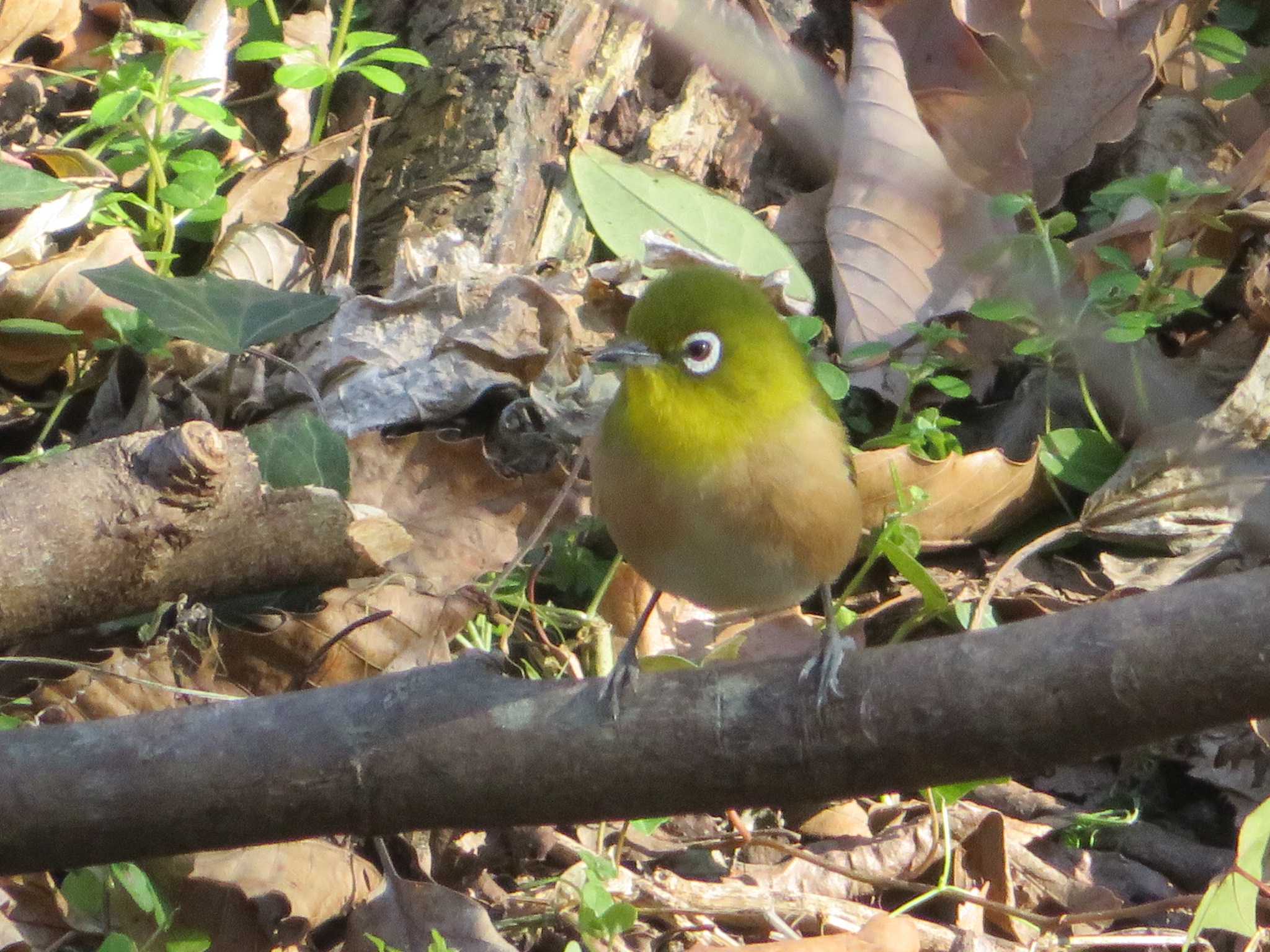 Warbling White-eye