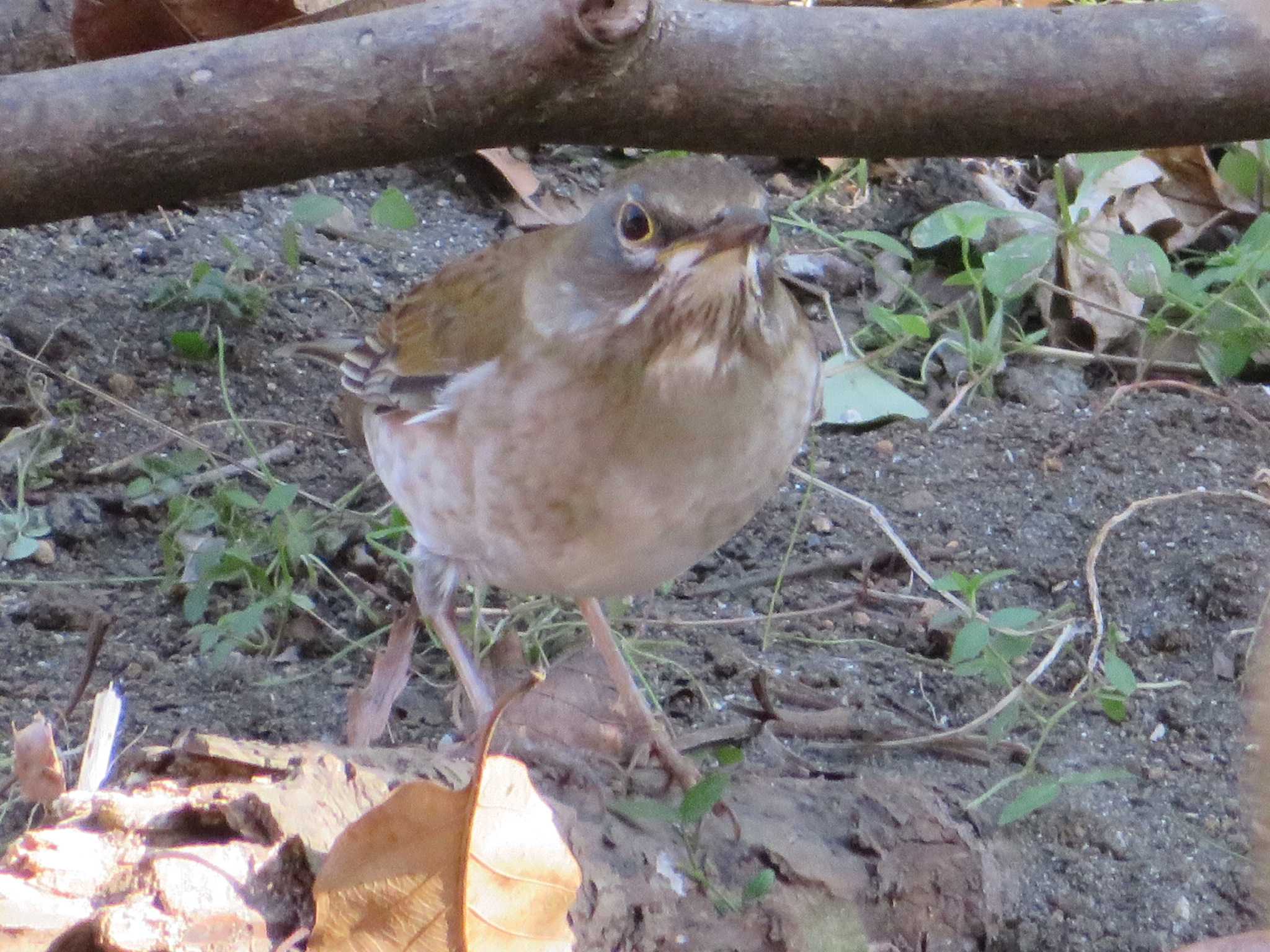 シロハラ