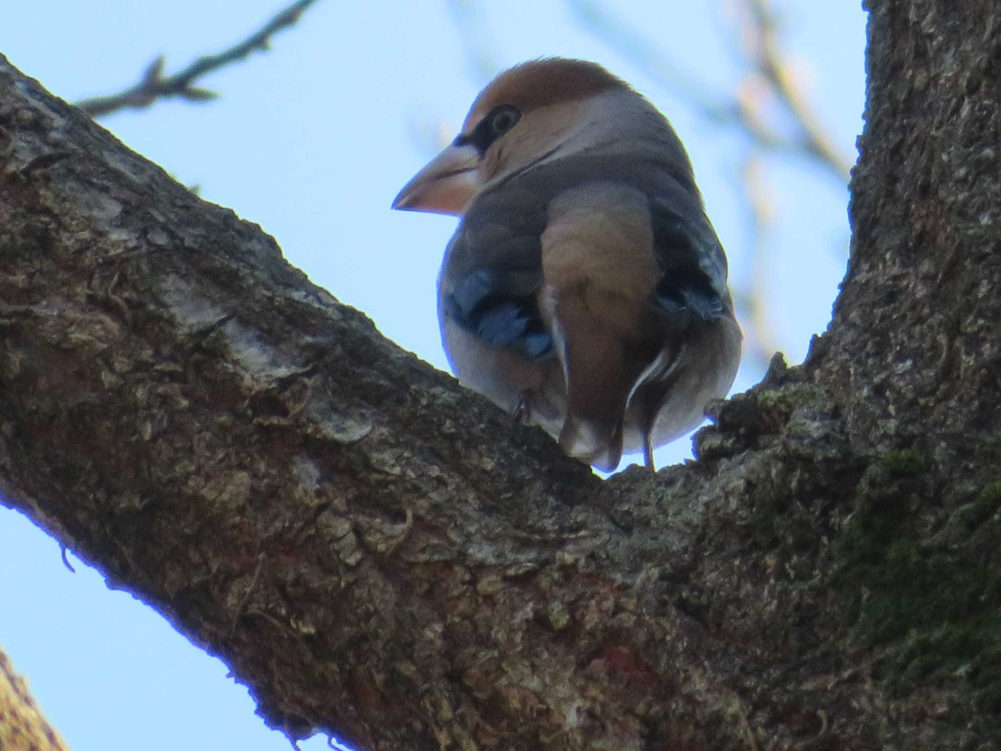 Hawfinch