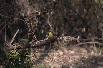 アオジ 北本自然観察公園 2021年1月8日(金)