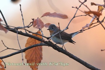 Red-breasted Flycatcher 東京都府中市 Sun, 12/11/2016