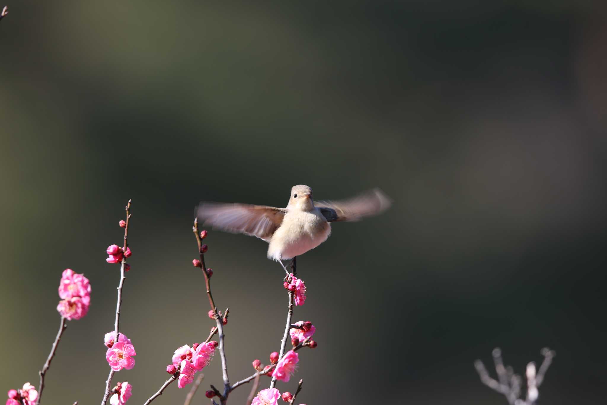 Taiga Flycatcher