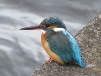 Fri, 12/18/2020 Birding report at 引地川親水公園