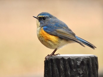 ルリビタキ こども自然公園 (大池公園/横浜市) 2021年1月11日(月)