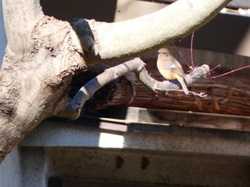 Daurian Redstart 清水坂公園自然観察園 Sun, 1/10/2021
