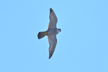 2021年1月13日(水) 伊豆諸島北部の野鳥観察記録