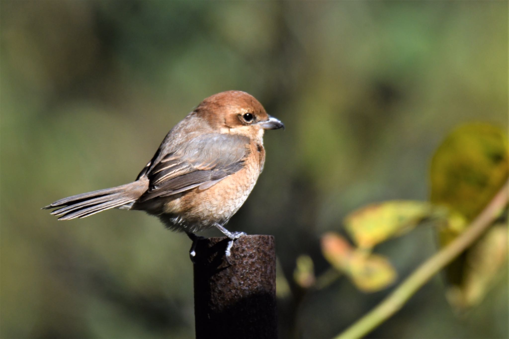 Bull-headed Shrike