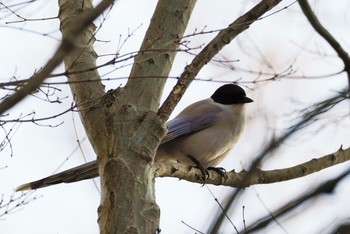 Wed, 1/13/2021 Birding report at 泉の森公園