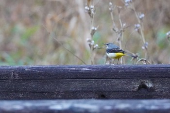 Grey Wagtail 泉の森公園 Wed, 1/13/2021