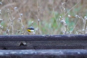 Grey Wagtail 泉の森公園 Wed, 1/13/2021