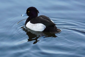 Tufted Duck 泉の森公園 Wed, 1/13/2021