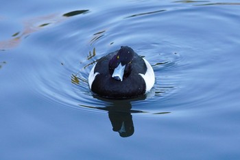 Tufted Duck 泉の森公園 Wed, 1/13/2021