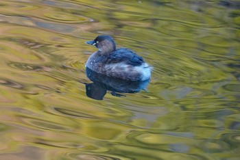 カイツブリ 泉の森公園 2021年1月13日(水)