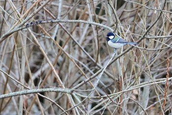 Japanese Tit 泉の森公園 Wed, 1/13/2021