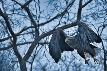 2021年1月13日(水) 千歳市の野鳥観察記録