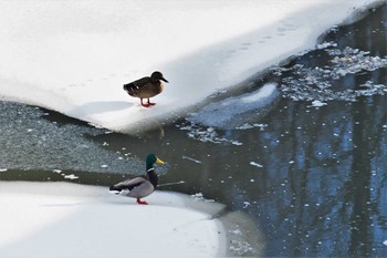 Wed, 1/13/2021 Birding report at 若山ダム(石川県珠洲市)