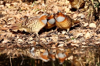 Chinese Bamboo Partridge 熊谷市 Mon, 1/4/2021