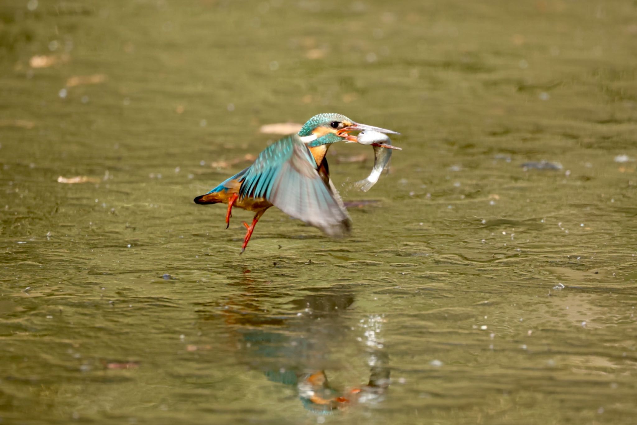 Photo of Common Kingfisher at 熊谷市 by なおんなおん