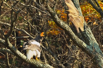 オオワシ 場所が不明 2016年12月11日(日)