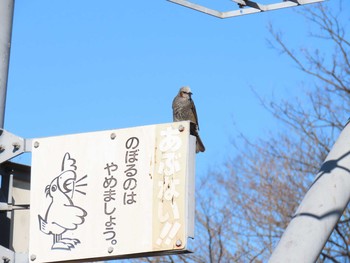 2021年1月13日(水) 手賀沼の野鳥観察記録