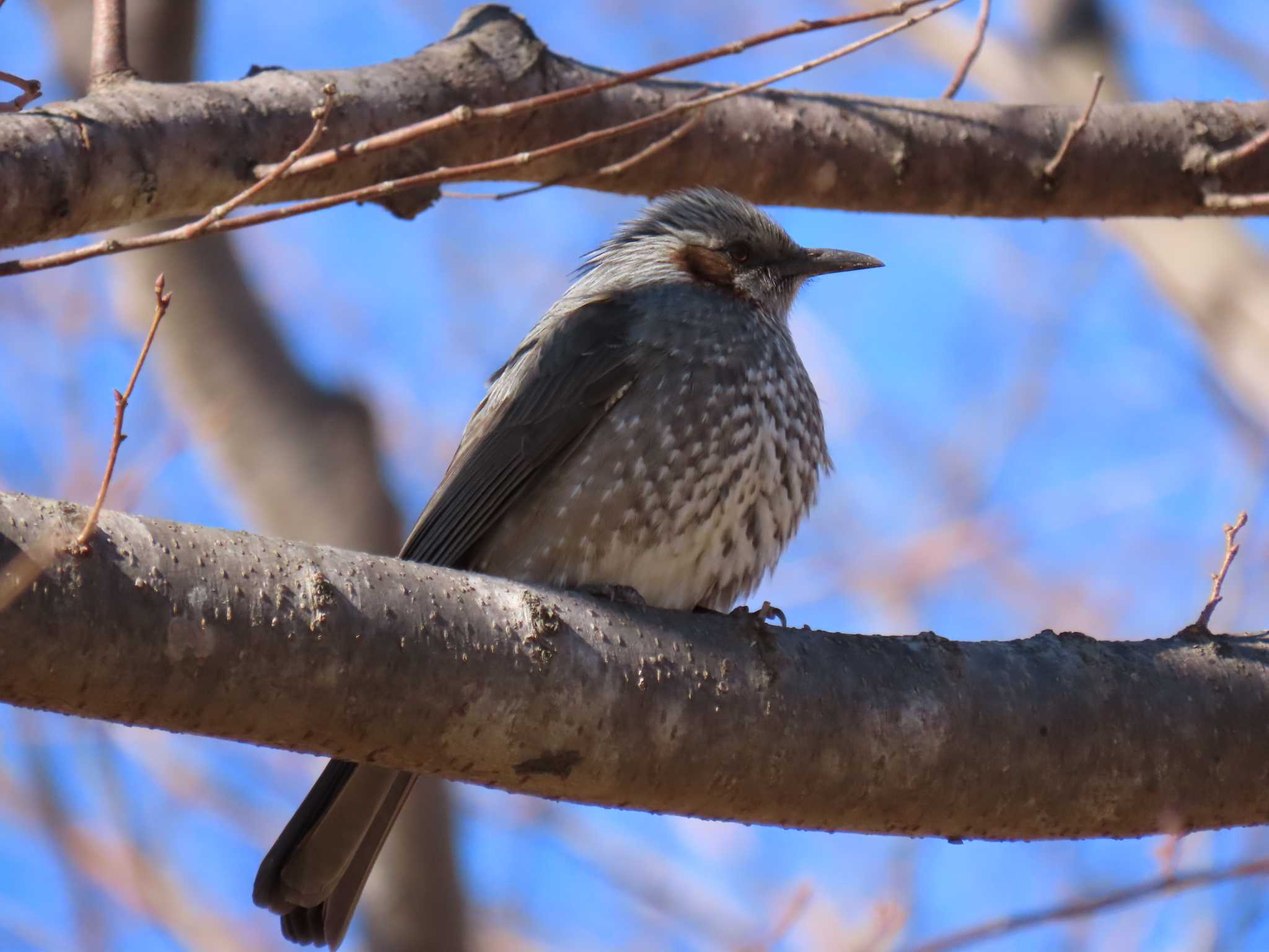 Brown-eared Bulbul