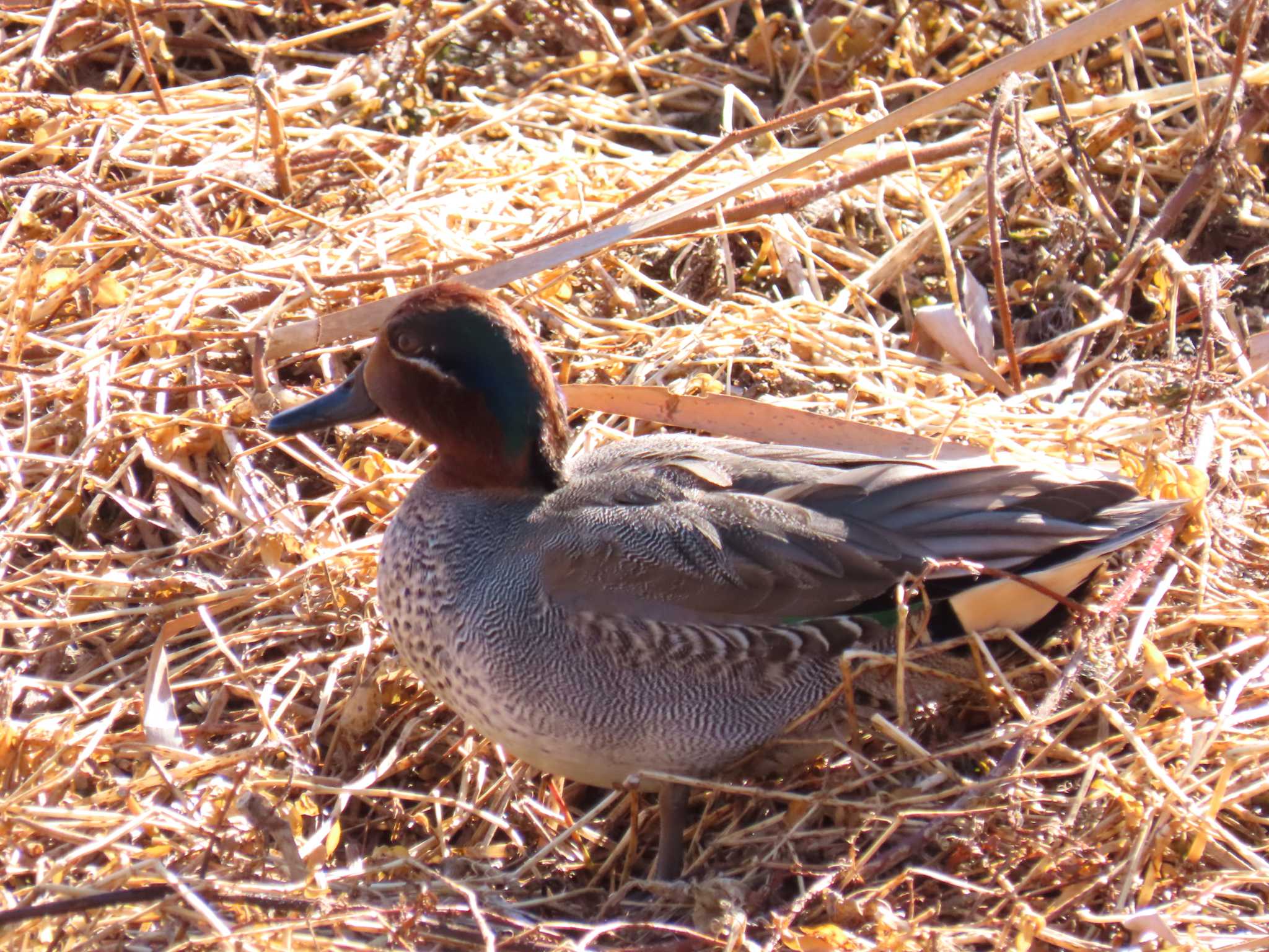 Eurasian Teal