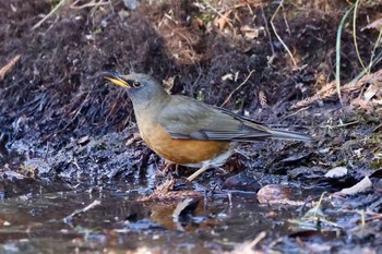 Brown-headed Thrush 熊谷市 Mon, 1/4/2021