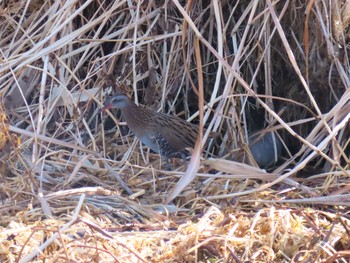 Brown-cheeked Rail Teganuma Wed, 1/13/2021