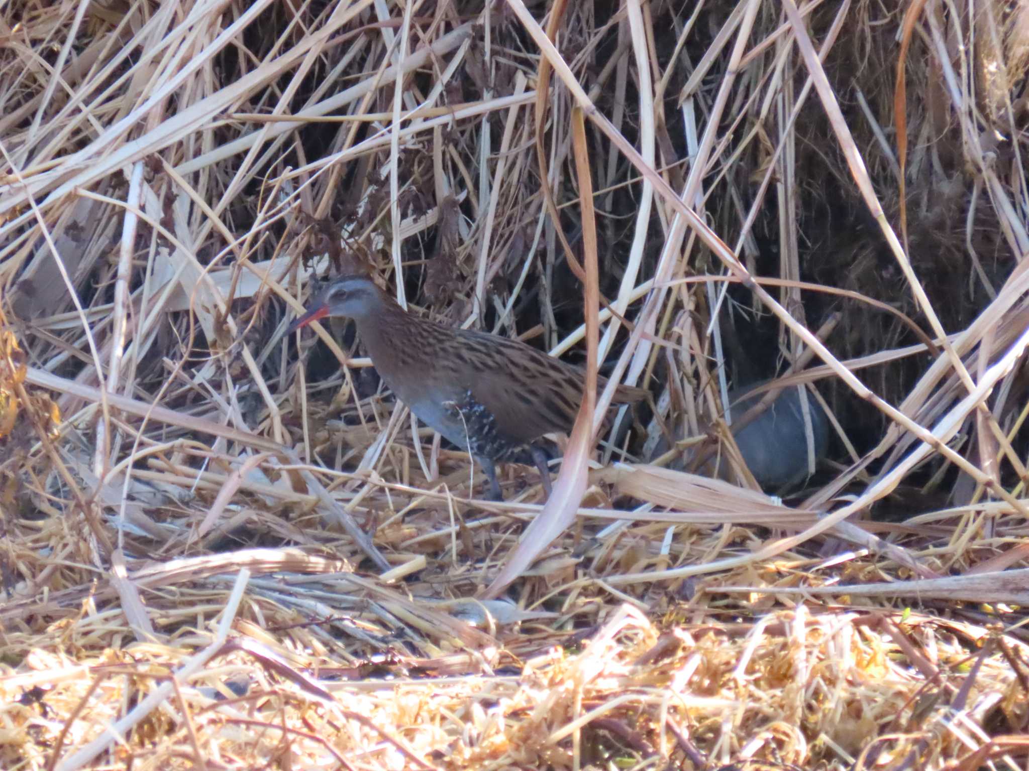 Brown-cheeked Rail