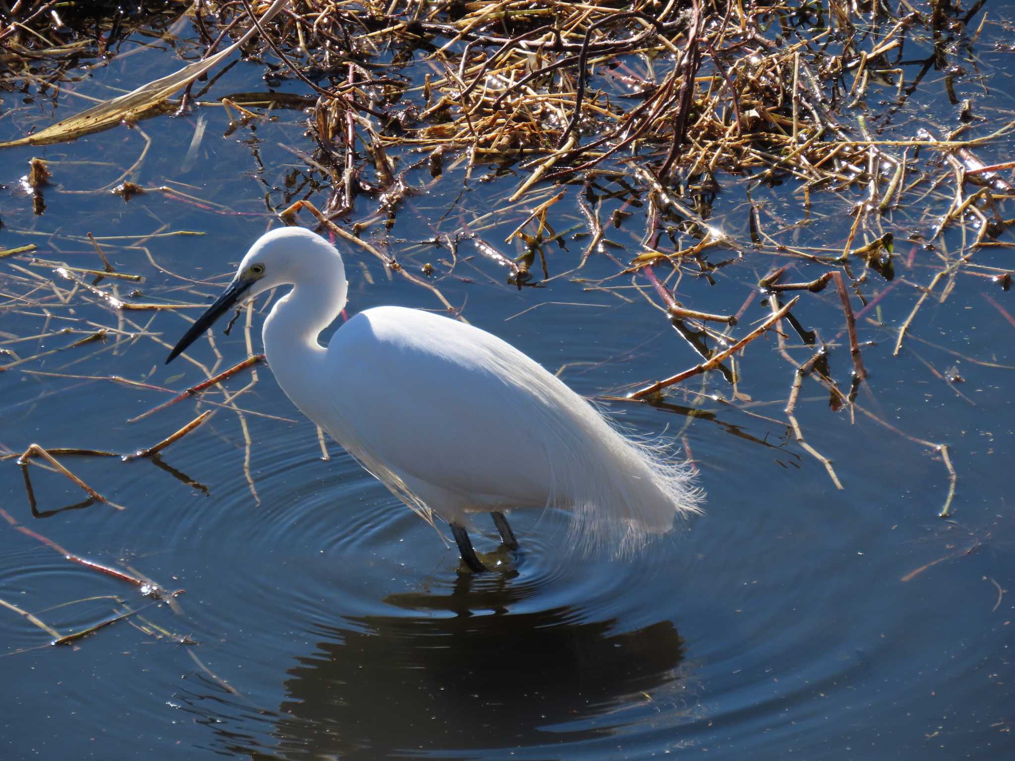 Little Egret