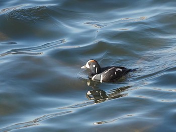 2021年1月13日(水) 諏訪湖の野鳥観察記録