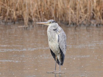 アオサギ 北本自然観察公園 2021年1月11日(月)