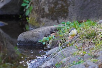 Grey Wagtail 泉の森公園 Wed, 1/13/2021