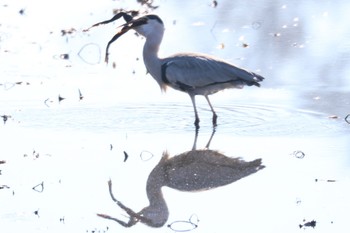 アオサギ 三ツ池公園(横浜市鶴見区) 2021年1月13日(水)