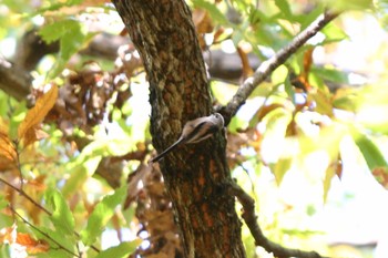 Long-tailed Tit Unknown Spots Tue, 11/22/2016