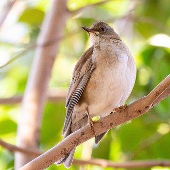 Pale Thrush Hijiotaki Sun, 12/29/2019