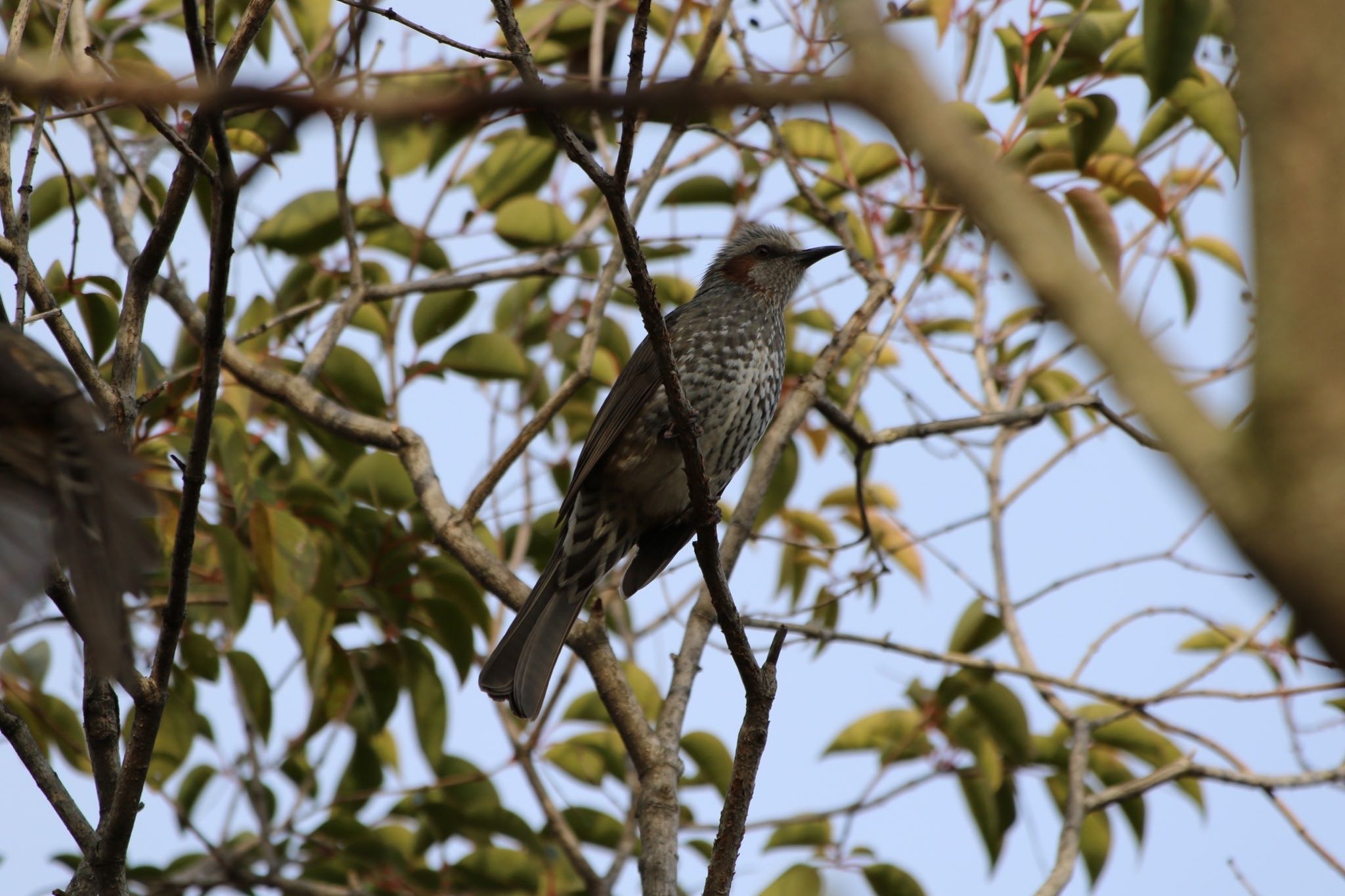 Brown-eared Bulbul