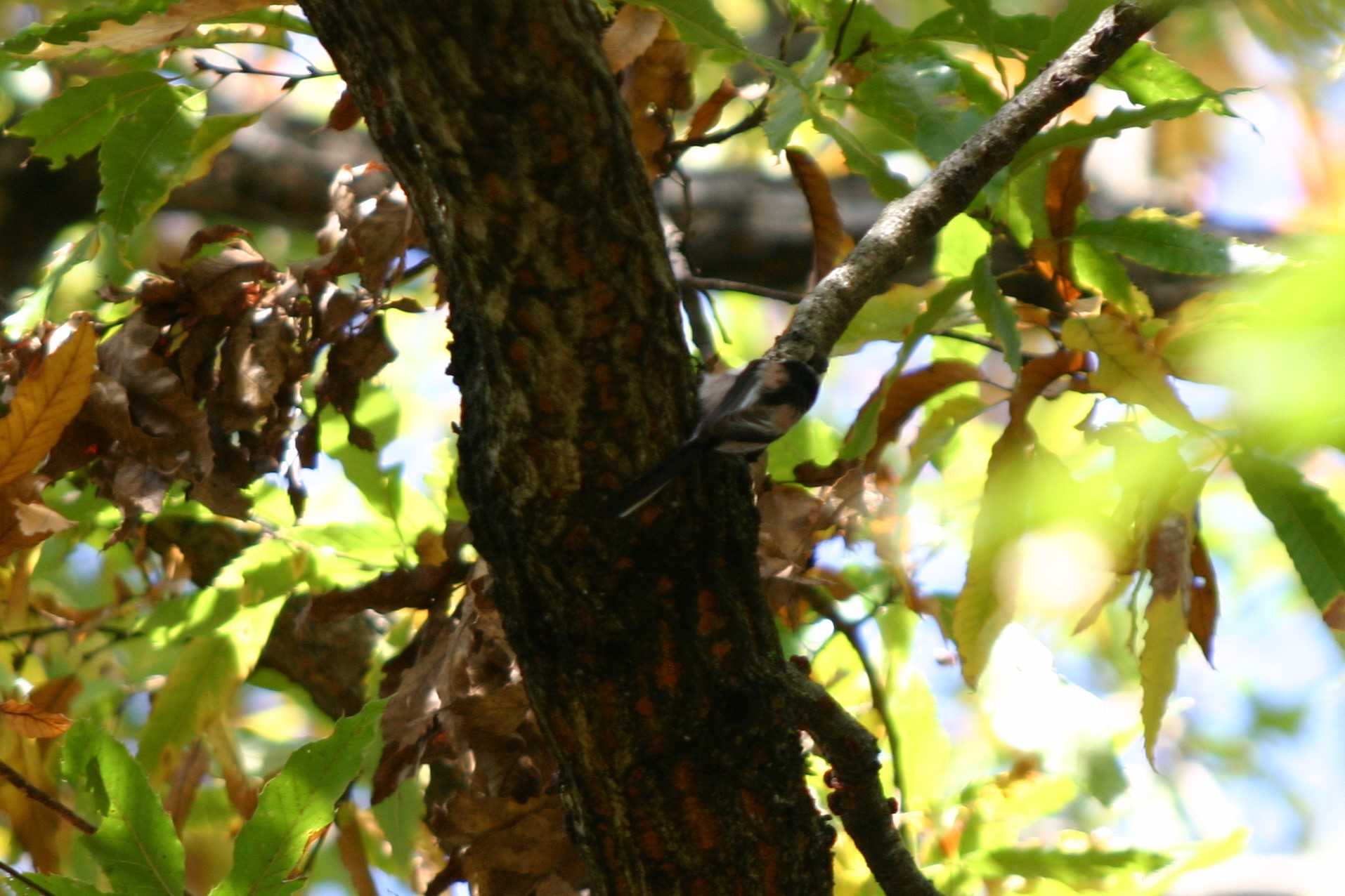 Photo of Long-tailed Tit at  by tatuya oosima