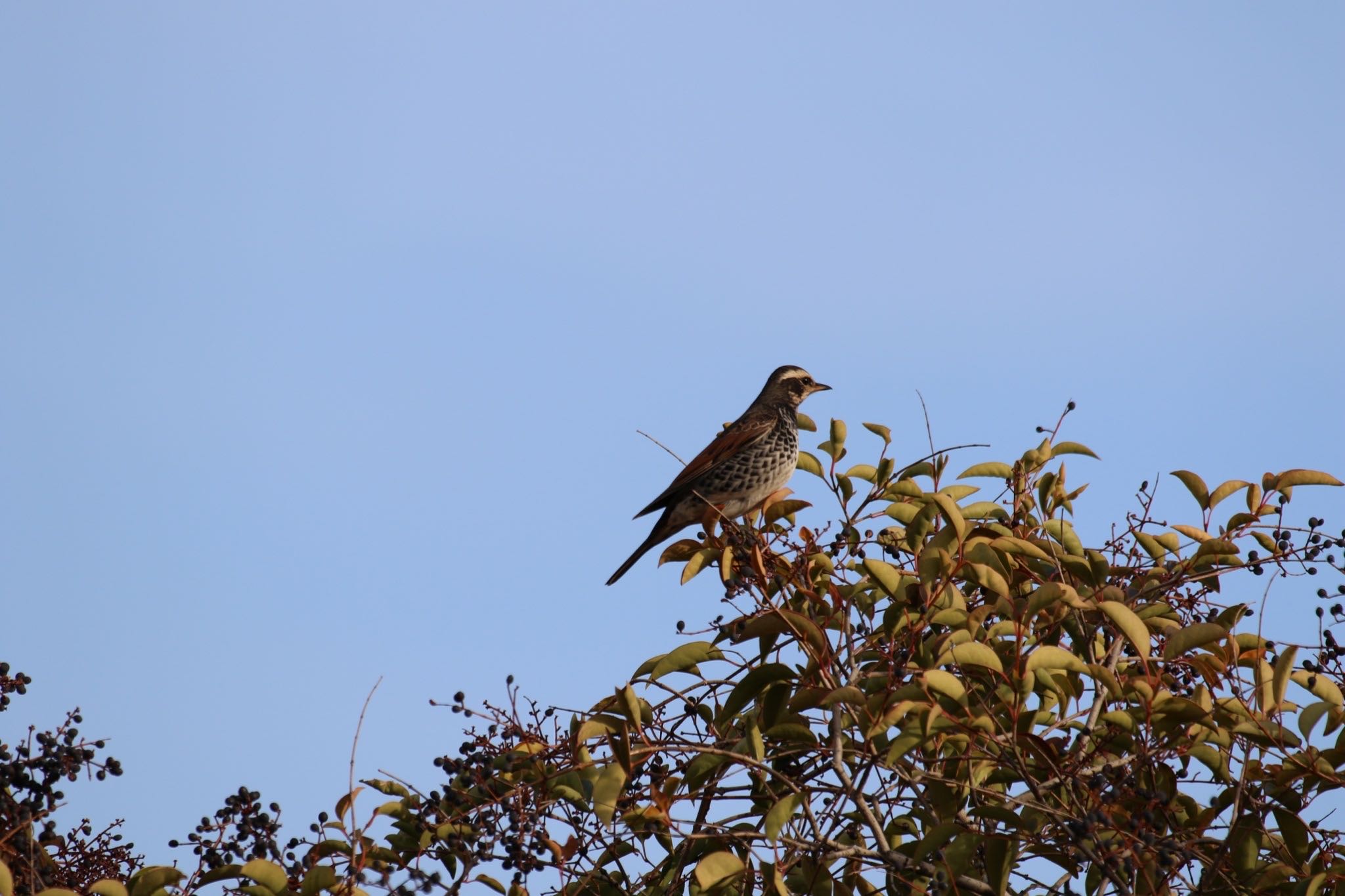 Dusky Thrush