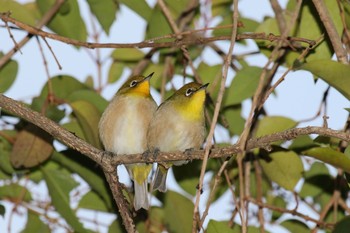 Mon, 1/11/2021 Birding report at 久宝寺緑地公園