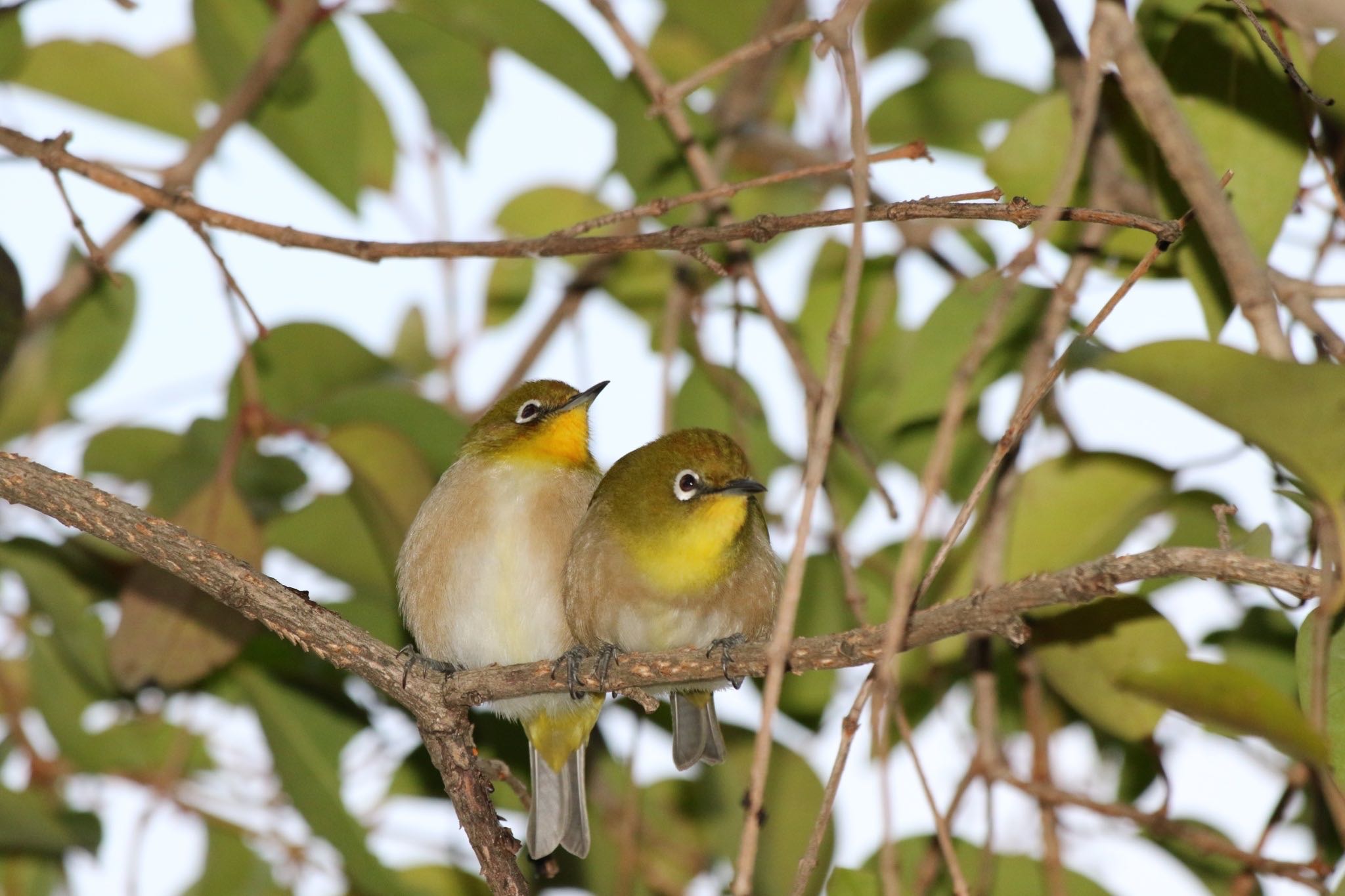 Warbling White-eye