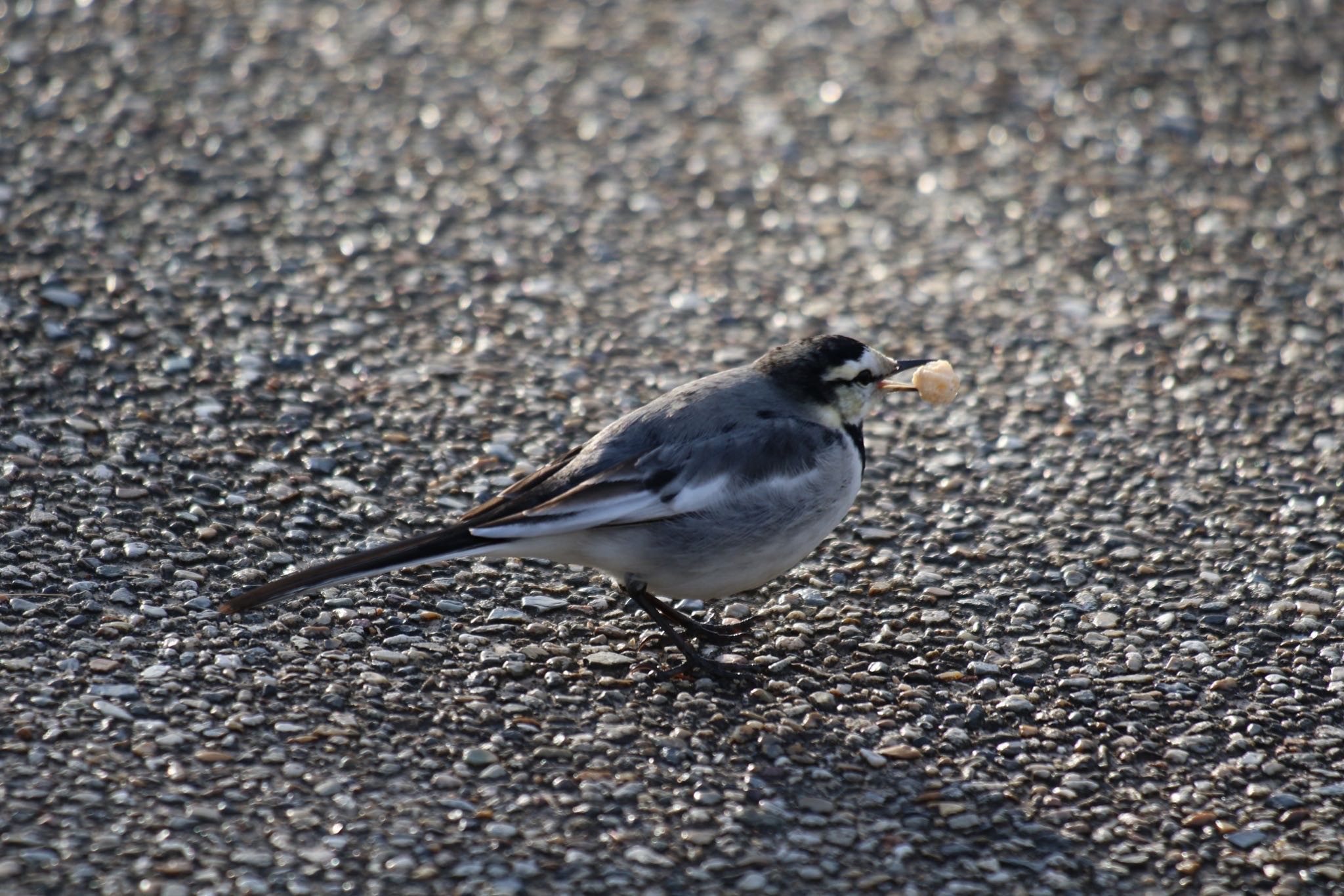 White Wagtail